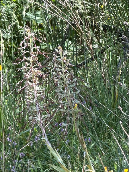 Himantoglossum hircinum  - Antonio Mazzone