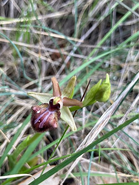 Ophrys incubacea  - Florent de Gasperis