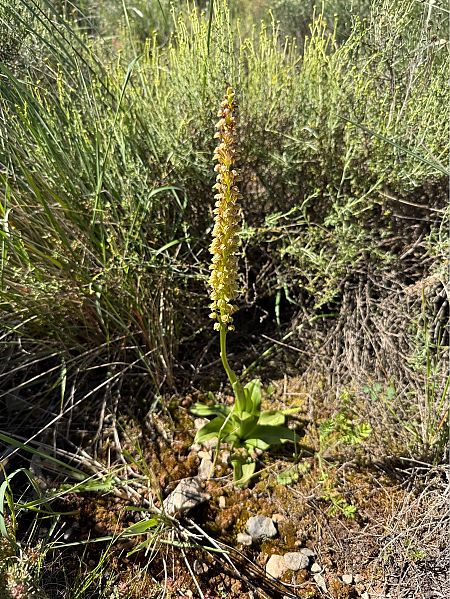 Orchis anthropophora  - Pep Sole