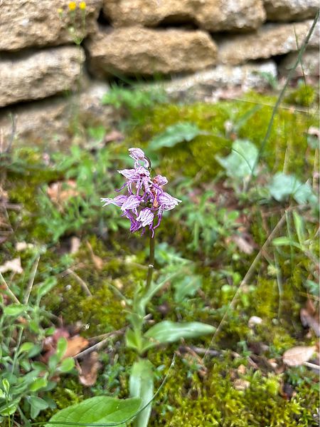Orchis simia  - Germain Poignant