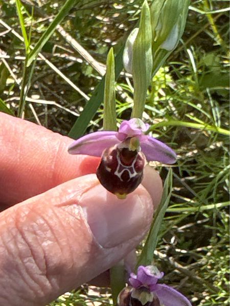 Ophrys fuciflora  - Antonio Mazzone