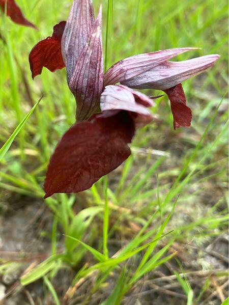Serapias cordigera  - Joelle Brassens