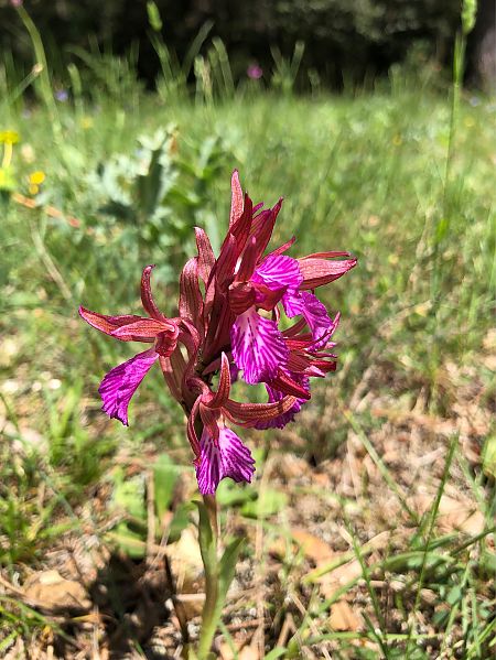 Anacamptis papilionacea  - Marc Le Dorze