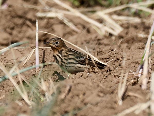 Pipit à gorge rousse  - Michael Hafner