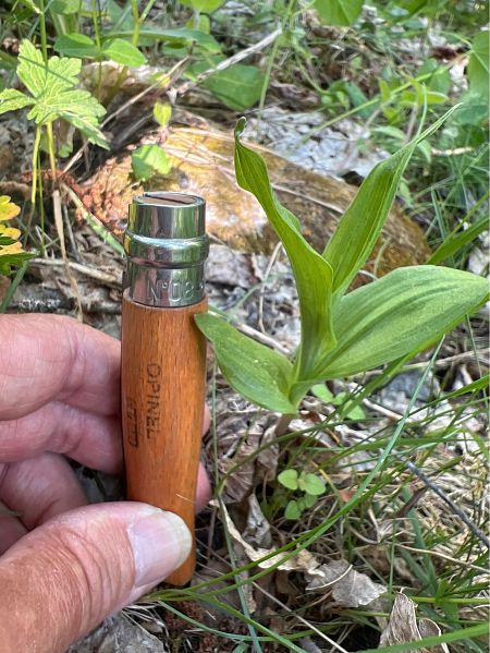 Epipactis atrorubens  - Olivier Chevillon