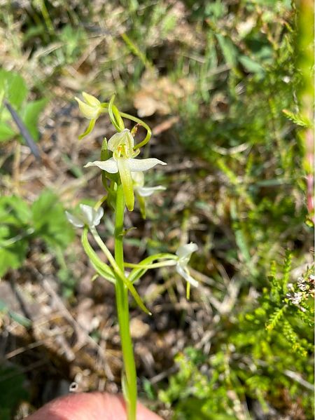 Platanthera chlorantha  - Catherine Lafaysse-Laurette