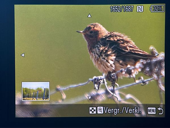Pipit à gorge rousse  - Julia Altpfart