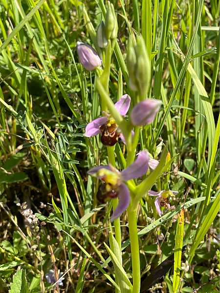 Ophrys apifera  - Erwan Leherisse
