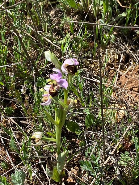 Ophrys splendida  - Alain Darmuzey