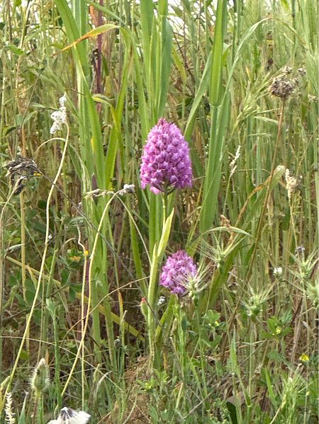 Anacamptis pyramidalis  - Antonio Mazzone