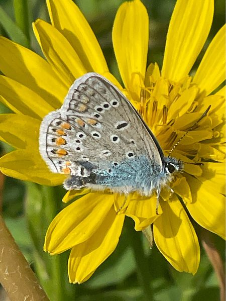 Polyommatus icarius # *  - Jacqueline Lehn