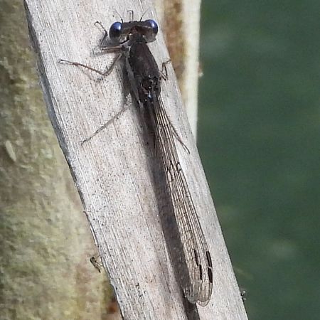 Sympecma fusca  - Agustín Rivas