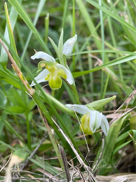 Ophrys apifera f. chlorantha  - Erwan Leherisse