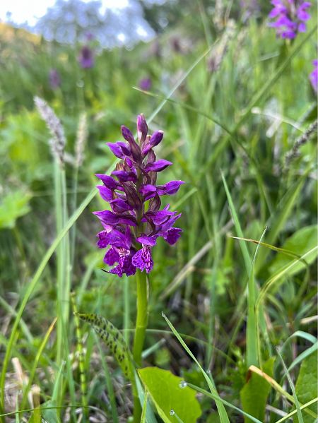 Dactylorhiza majalis  - Olivier Chevillon
