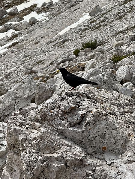Gracchio alpino  - Camille Cherrier