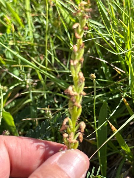 Orchis anthropophora  - Antonio Mazzone