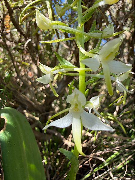 Platanthera bifolia  - Pep Sole