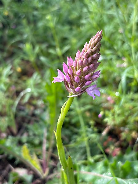 Anacamptis pyramidalis  - Germain Poignant