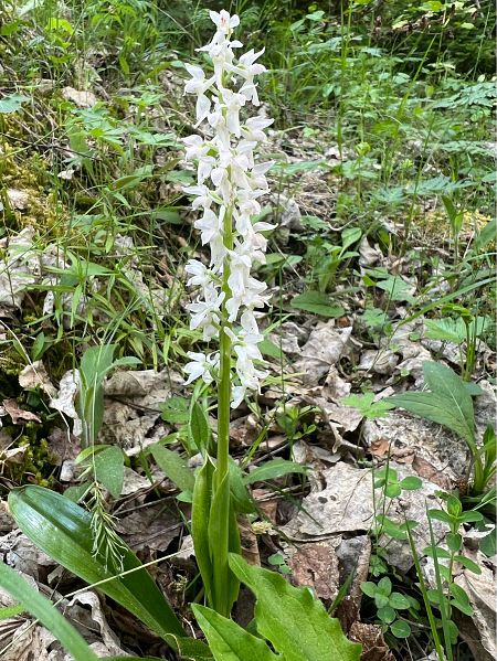 Orchis mascula  - Olivier Chevillon