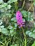 Anacamptis pyramidalis (Orchis pyramidal) © Olivier Guillemet