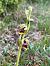 Ophrys aymoninii (Ophrys d'Aymonin) © Florent de Gasperis