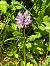 Orchis militaris (Orchis militaire) © Jerome Brunet