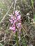 Orchis simia © Assumpta Molist