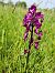 Anacamptis laxiflora  - Fabrice Firmignac