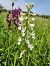 Anacamptis laxiflora (Orchis à fleurs lâches) © Fabrice Firmignac