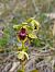 Ophrys aymoninii  - William Gonzalez