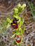 Ophrys aymoninii  - William Gonzalez