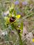 Ophrys aymoninii (Ophrys d'Aymonin) © William Gonzalez