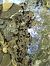 Rospo comune (Bufo bufo) © Flavio Basilico