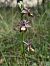 Ophrys drumana  - Valerie Manouvrier