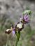 Ophrys drumana  - Valerie Manouvrier