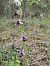 Ophrys drumana  - Valerie Manouvrier