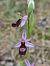 Ophrys drumana  - Valerie Manouvrier
