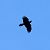 Corvo imperiale (Corvus corax) © Monica Carabella