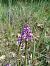 Anacamptis morio subsp. picta © Marcel Arumí