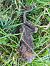 Rospo comune (Bufo bufo) © Paolo Zonta