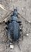 Carabus granulatus © Maurizio Guzzinati (FVG)