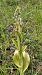 Himantoglossum hircinum © Laurent Buin