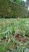 Anacamptis pyramidalis  - Pernot Jean-Claude