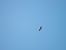 European Honey Buzzard  - Ariadna Garcia Querol