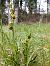 Ophrys aymoninii (Ophrys d'Aymonin) © William Gonzalez