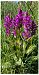 Dactylorhiza majalis (Orchis de mai) © Jean Deschâtres