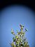 Falco cuculo (Falco vespertinus) © Maria Delago