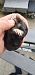 European Mole (Talpa europaea) © Roberto Toffoli