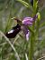 Ophrys aurelia  - Valerie Manouvrier