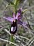 Ophrys aurelia  - Valerie Manouvrier